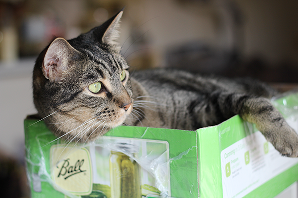 Want to upcycled, but need it to be quick? Check out these 3 easy upcycled projects I recently created to add impact and functionality to our home.