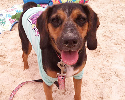 bailey-at-the-beach