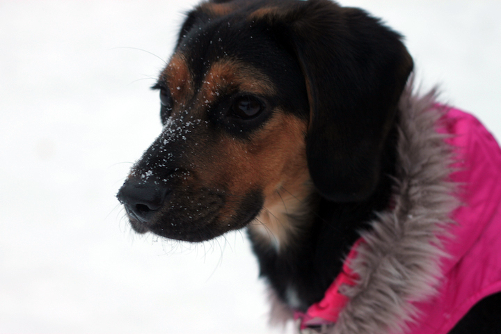 bailey-snow-photo