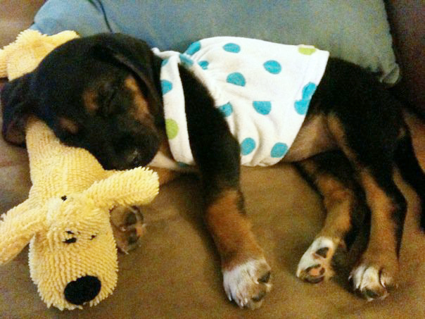 bailey-the-clearance-puppy