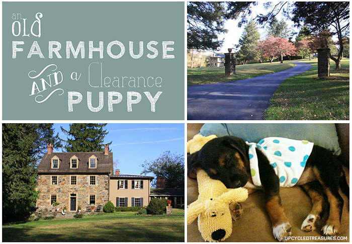 marley-and-me-farmhouse-and-a-clearance-puppy