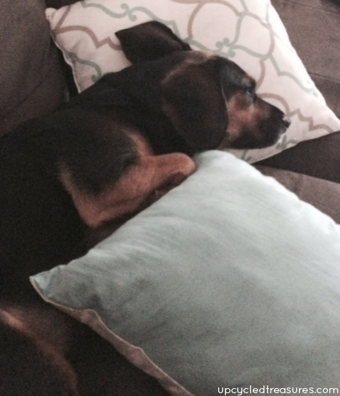 bailey-its-hard-being-a-dog-upcycledtreasures