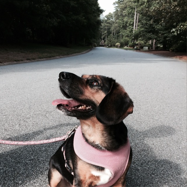 beagle-mix-bailey-going-for-a-walk-upcycledtreasures
