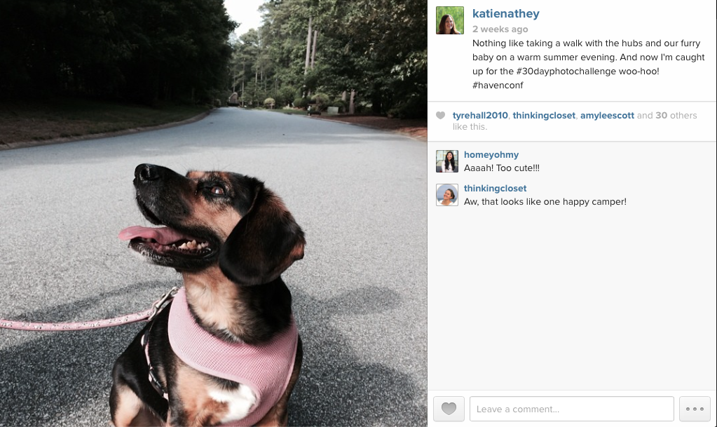 beagle-mix-bailey-upcycledtreasures