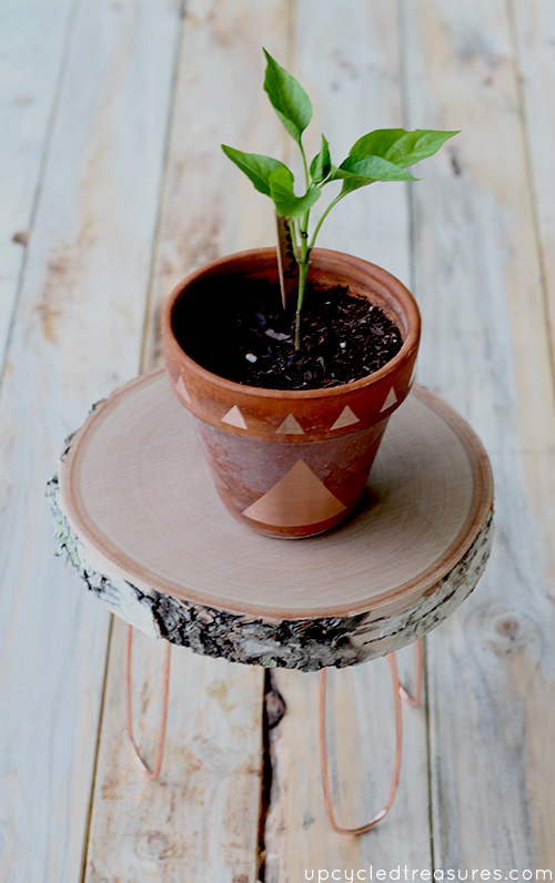 Need a creative stand to hold your plants? Check out how easy it is to create this DIY Rustic Modern Plant Stand with copper legs. Need a creative stand to hold your plants? Check out how easy it is to create this DIY Rustic Modern Plant Stand with copper legs.