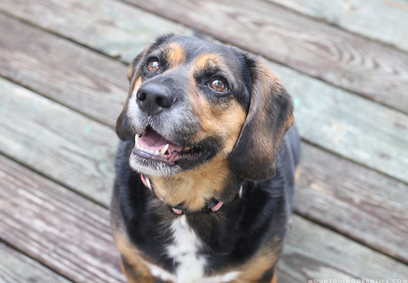 bailey-boo-mountainmodernlife.com