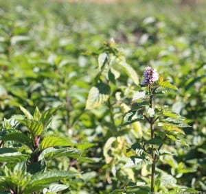 mint-farm-harvested-for-peppermint-oil-mountainmodernlife-com
