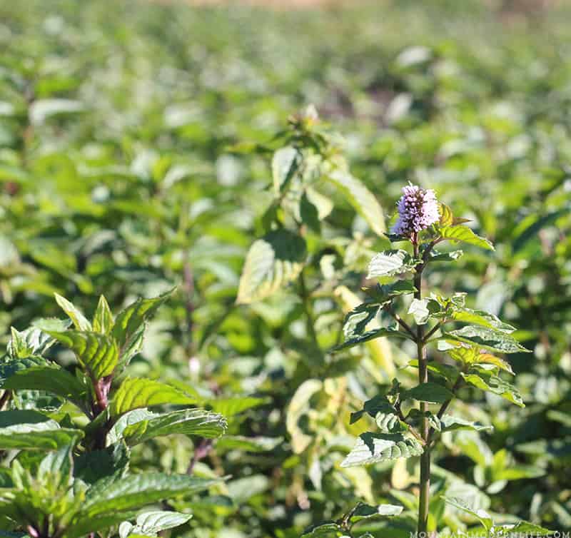 Looking for mouse trap alternatives? We've tried several "natural" remedies but have finally discovered The Secret to keeping mice out of our RV. MountainModernLife.com