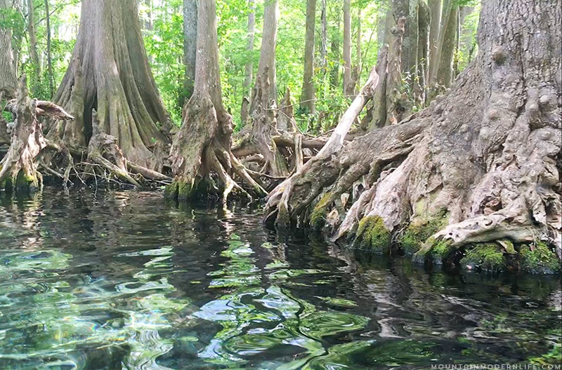 Take a trip with us as we go Kayaking down Santa Fe River in Northern Florida. Photo and video tour included. MountainModernLife.com