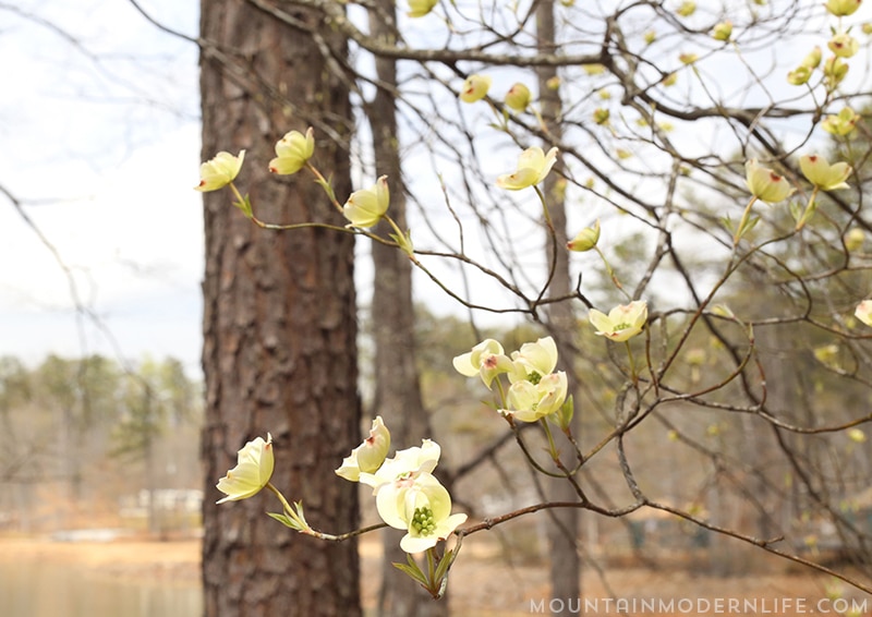 Looking for a RV campground to stay at while traveling through Georgia? Come check out our experience at Fort Yargo State Park. MountainModernLife.com