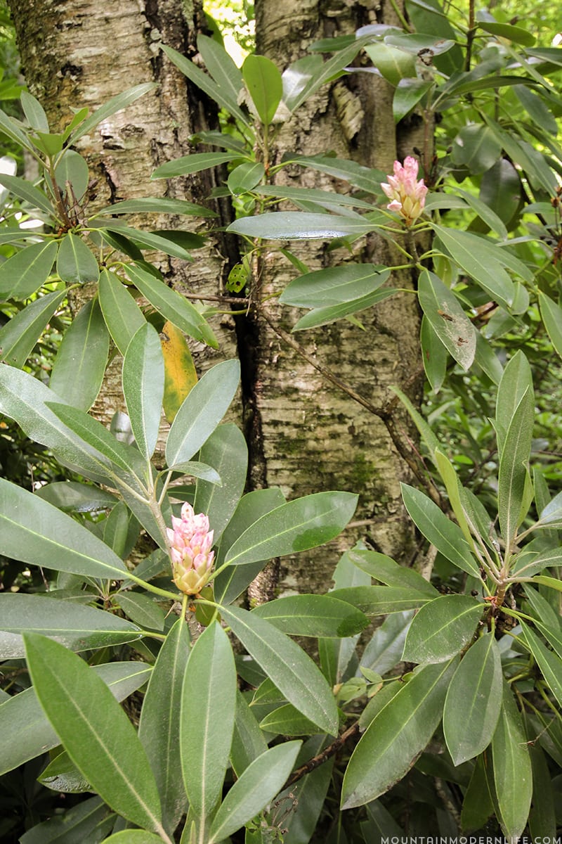 Looking for a majestic North Carolina Mountain Getaway for your destination wedding or next vacation? Check out Memory Mountain at Wolf Laurel! MountainModernLife.com