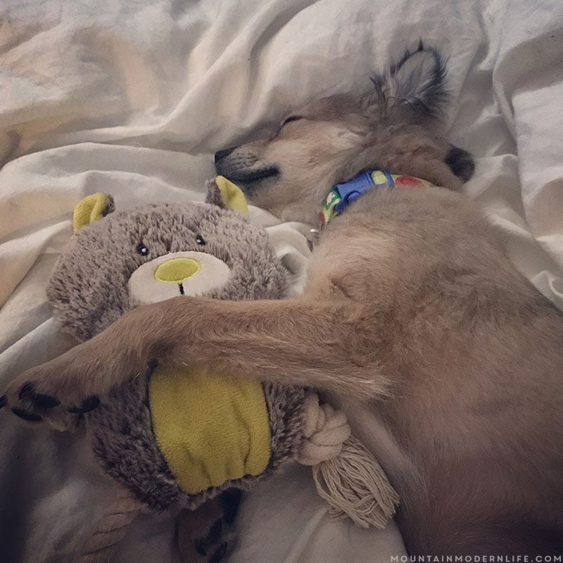 We're now traveling in our RV with two cats and a recently adopted rescue pup, McNally, who we named after the Rand McNally maps. MountainModernLife.com