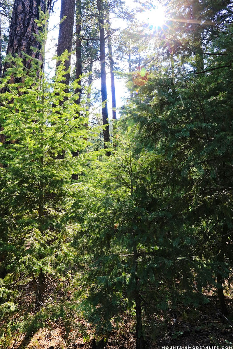 If you're planning a trip to Southwest Colorado, be sure to make time for the Million Dollar Highway! Watch our video of this beautiful scenic drive, along with our hike at Vallecito Creek Trail. MountainModernLife.com 