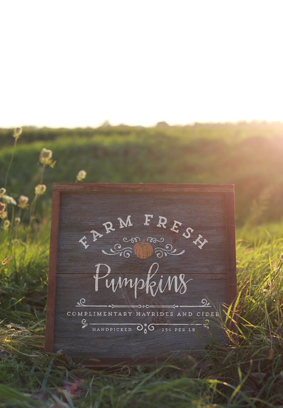 Farm Fresh Pumpkins Design from MountainModernLife.com