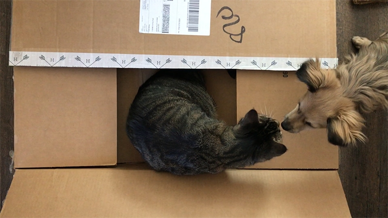 Kobe is obsessed with boxes