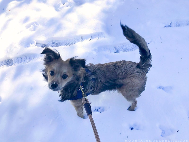 Come see why we've decided to make Christmas Tree hunting in the National Forest our new holiday tradition! MountainModernLife.com