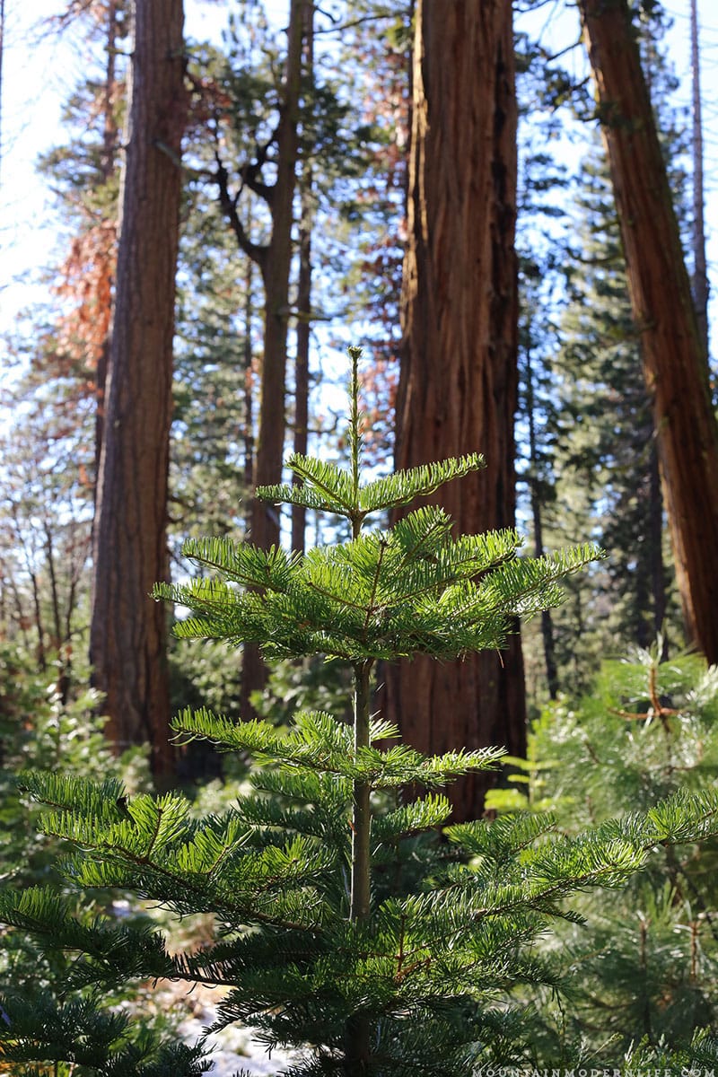 Come see why we've decided to make Christmas tree hunting in the National Forest our new holiday tradition! MountainModernLife.com