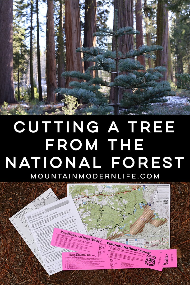 Come see why we've decided to make Christmas tree hunting in the National Forest our new holiday tradition! MountainModernLife.com