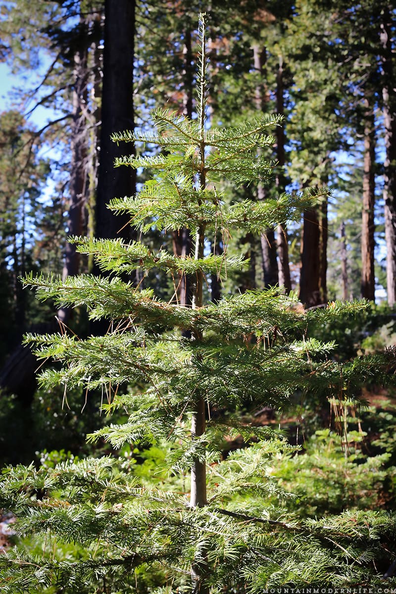 Come see why we've decided to make Christmas tree hunting in the National Forest our new holiday tradition! MountainModernLife.com