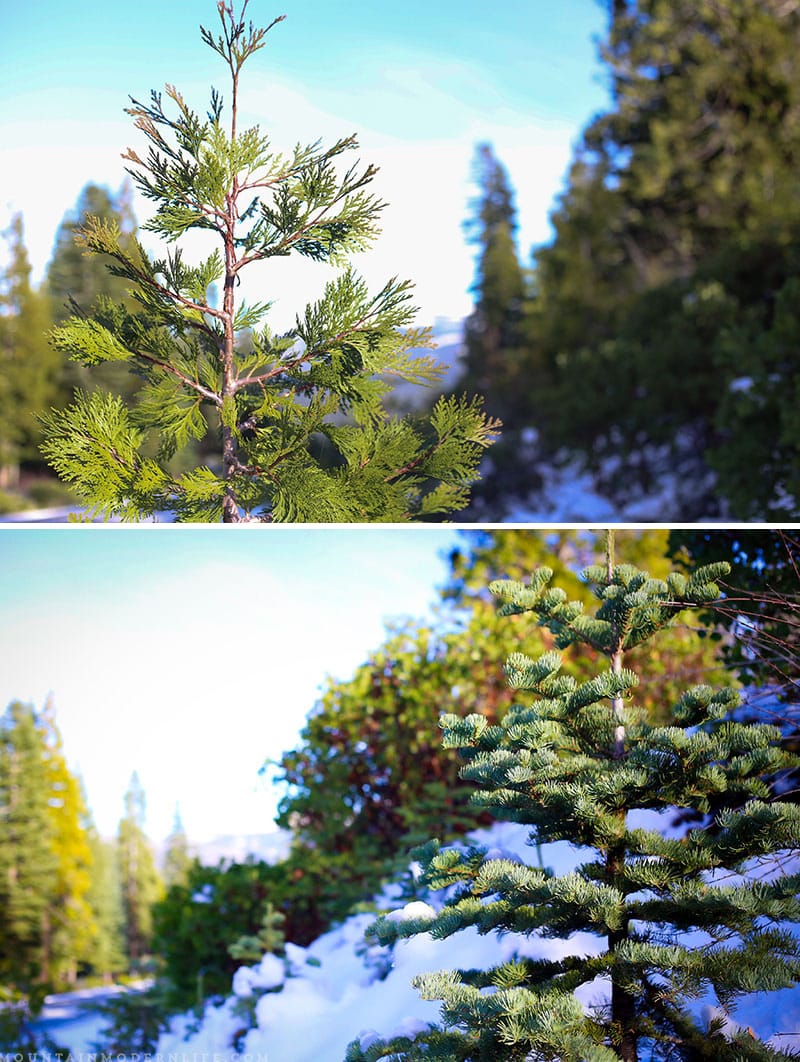 Come see why we've decided to make Christmas tree hunting in the National Forest our new holiday tradition! MountainModernLife.com