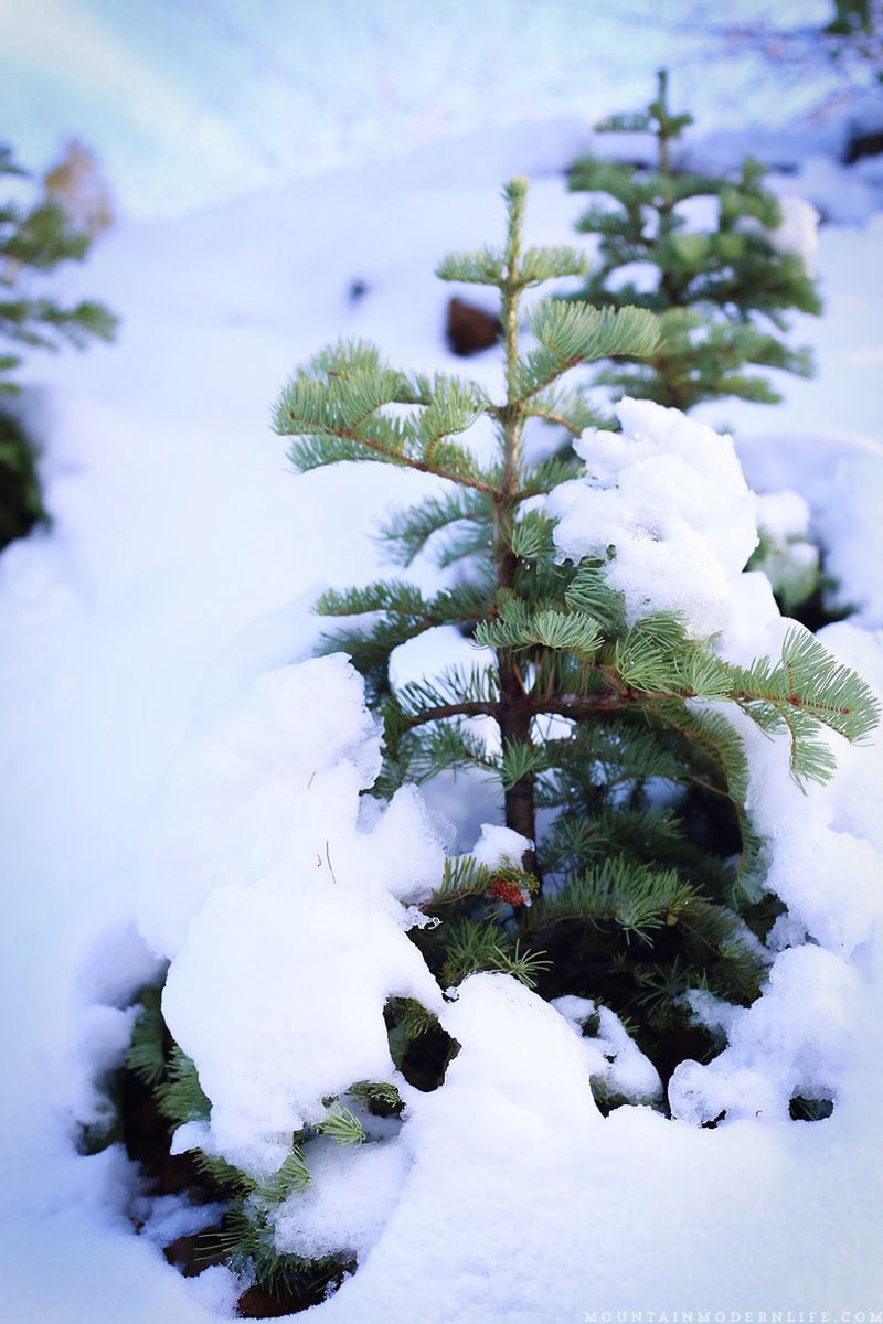 Come see why we've decided to make Christmas tree hunting in the National Forest our new holiday tradition! MountainModernLife.com