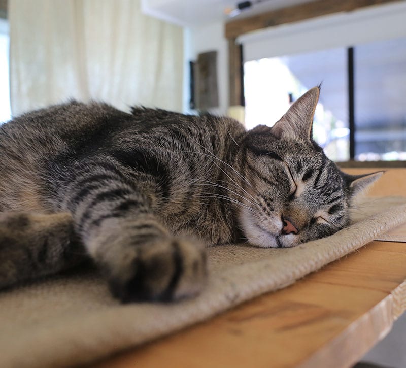 cat sleeping on burlap