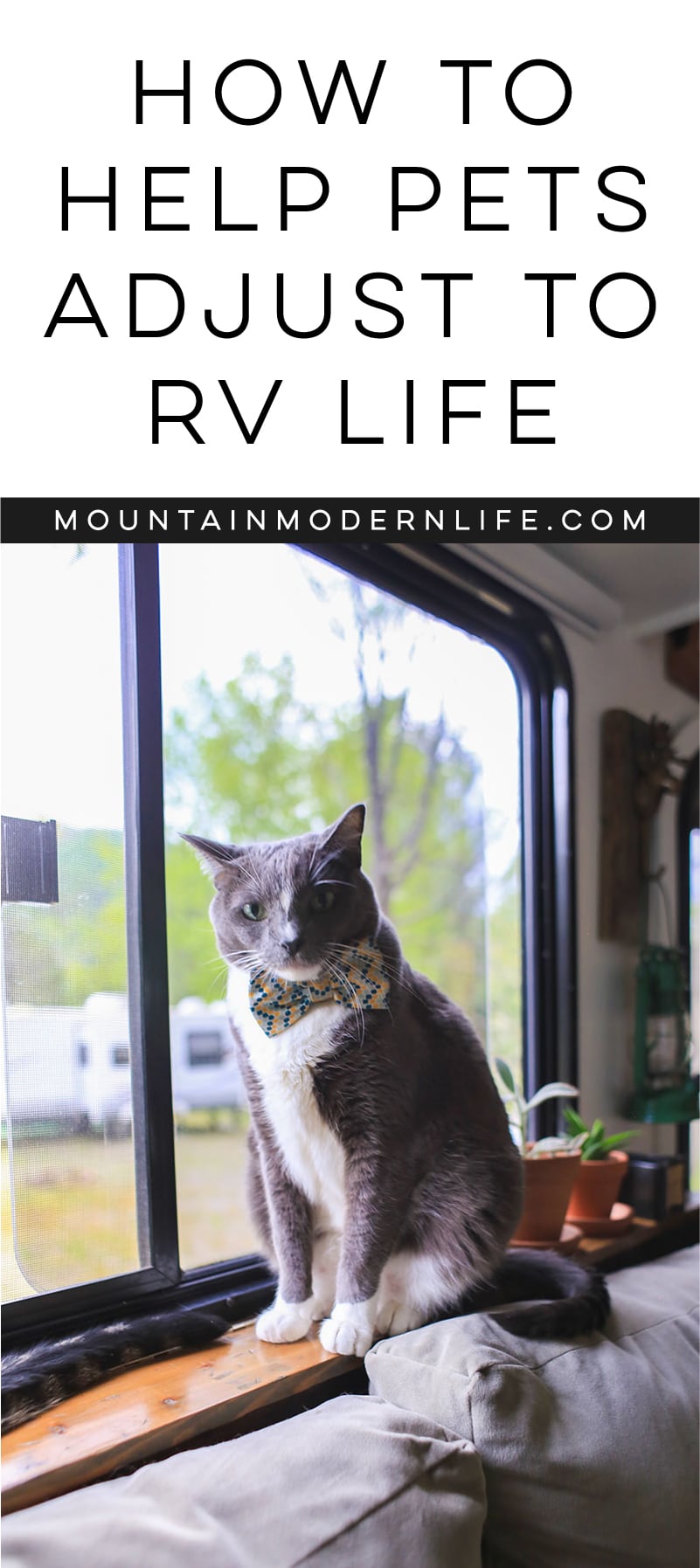 How to Help Pets Adjust to RV Life