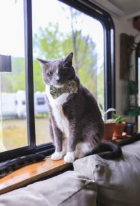 Cat wearing bow tie