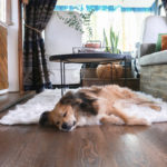 Traveling with dog in RV