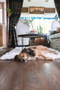 Traveling with dog in RV