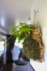 asparagus fern on cork bark flat