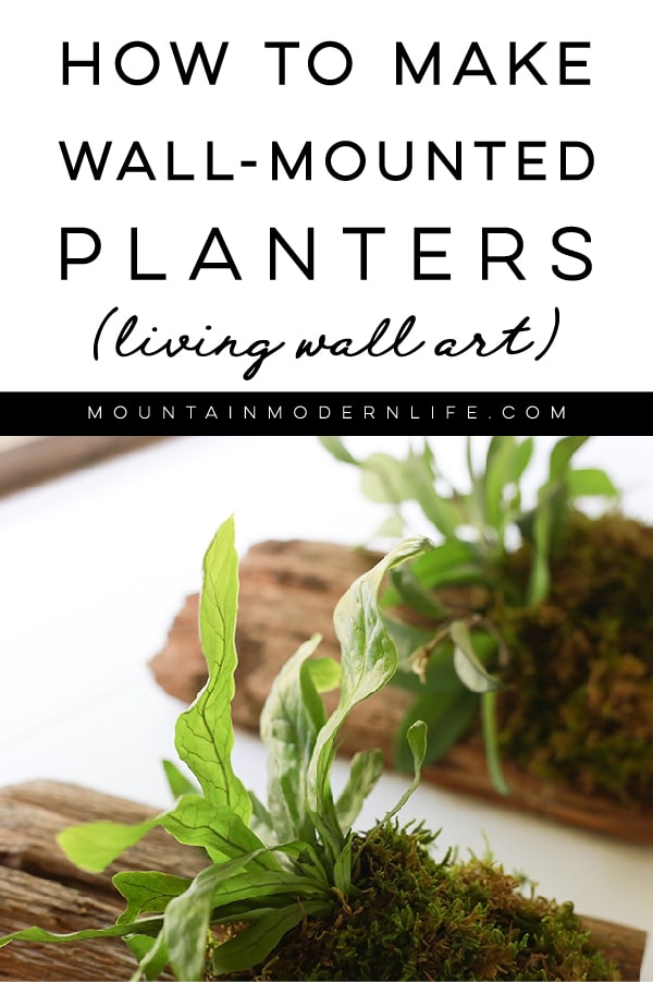 See how easy it is to make wall mounted plants on cork bark flats or driftwood! These are perfect for tiny living, purifying the air, or to keep out of reach from nibbling pets!