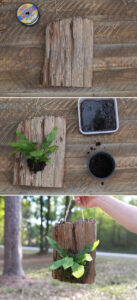 plant mounted onto driftwood slab