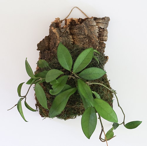 See how easy it is to make wall mounted plants on cork bark flats or driftwood! These are perfect for tiny living, purifying the air, or to keep out of reach from nibbling pets! MountainModernLife.com
