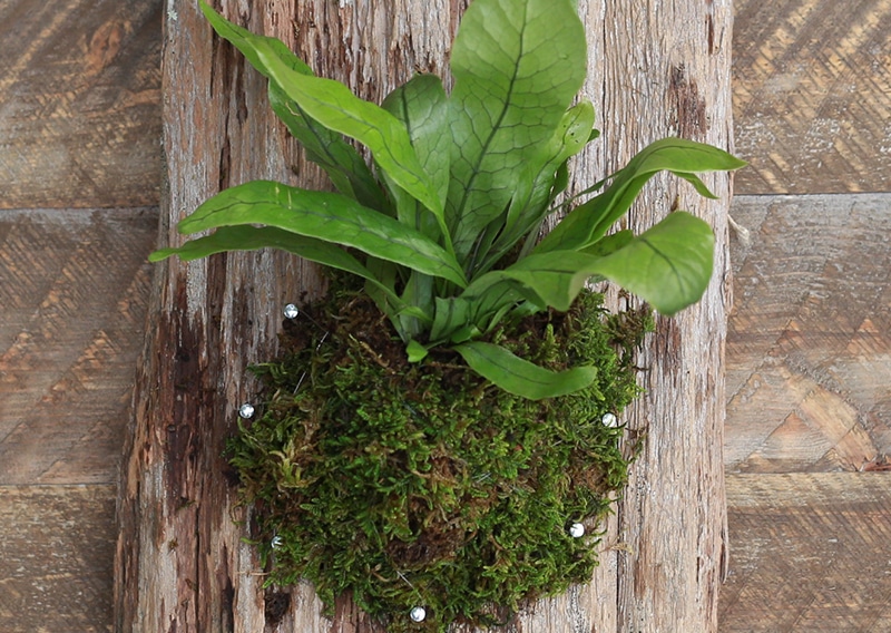 See how easy it is to make wall mounted plants on cork bark flats or driftwood! These are perfect for tiny living, purifying the air, or to keep out of reach from nibbling pets! MountainModernLife.com