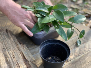 making cork bark flat planter