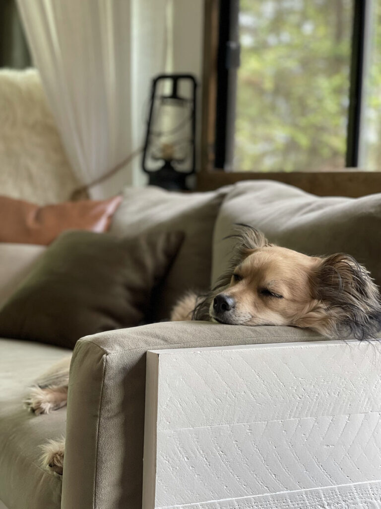 dog sleeping on RV sofa