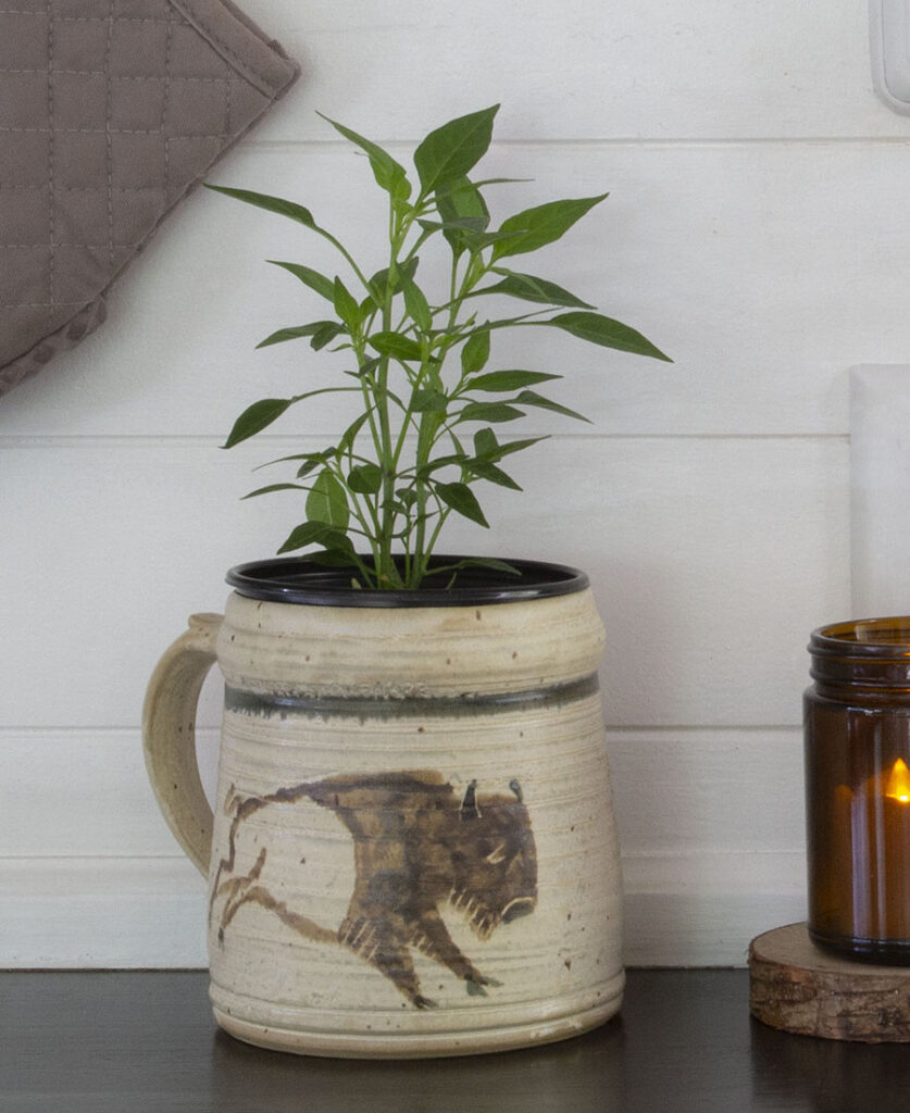 plant inside rustic pottery mug