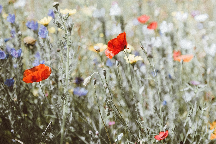 recurrent miscarriage