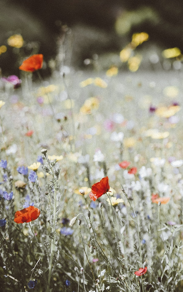 Why I\'ve been MIA [trigger warning: missed miscarriage]