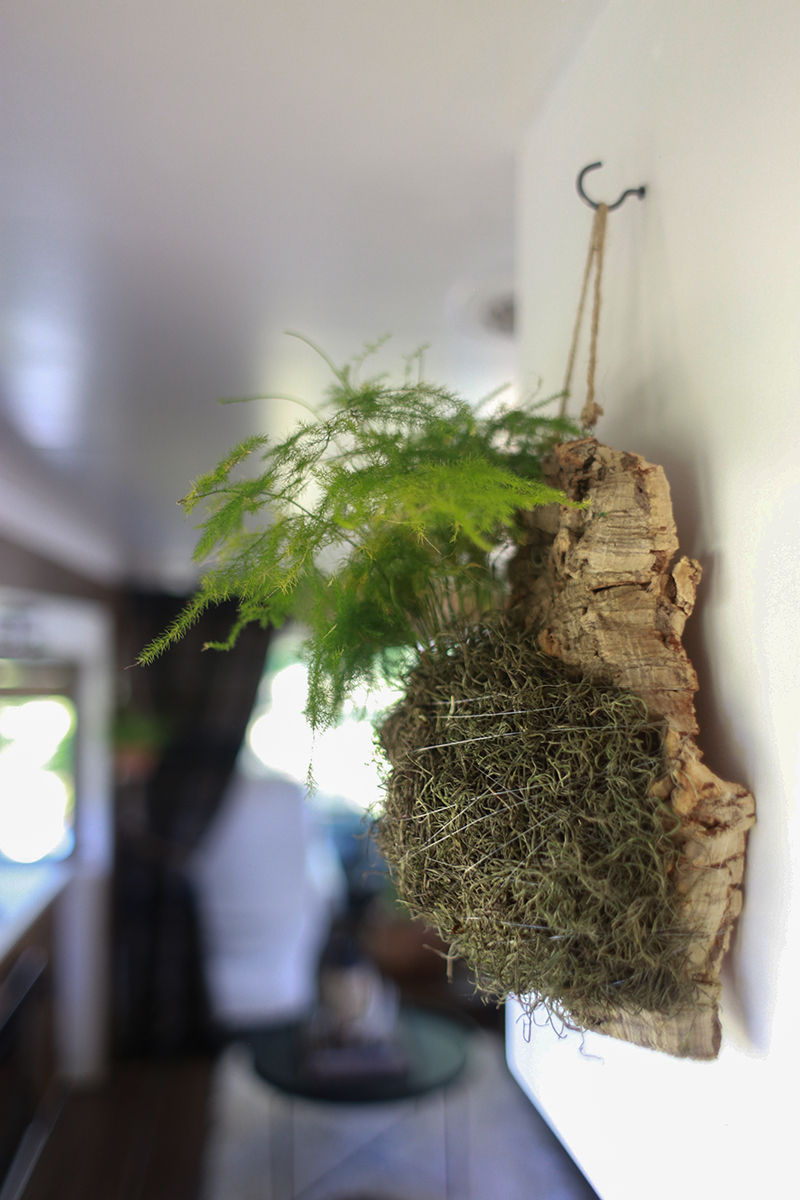 asparagus fern on cork bark flat