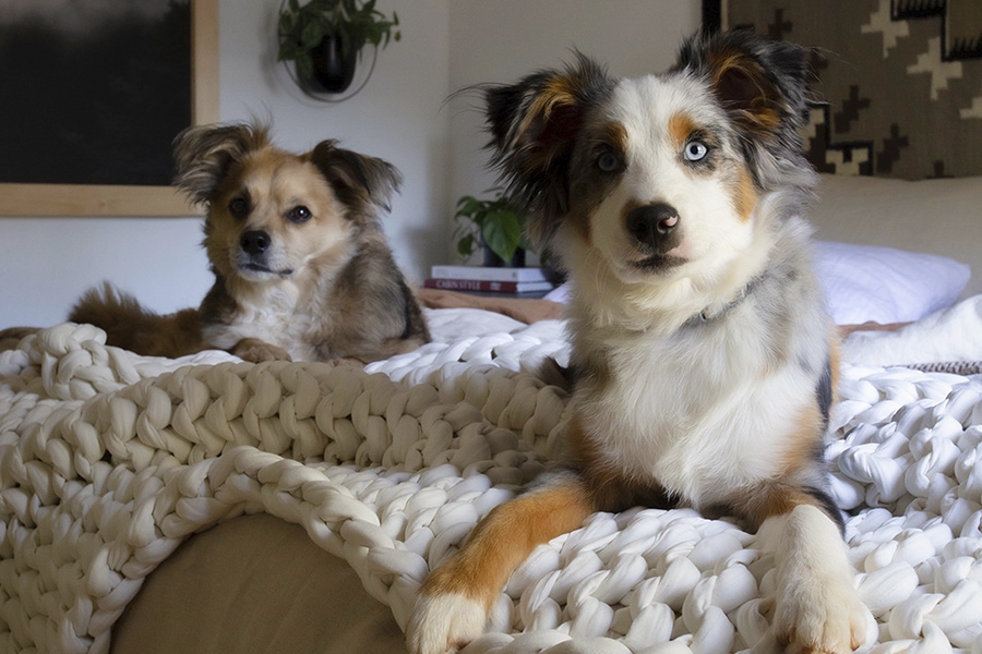 bearaby weighted blanket